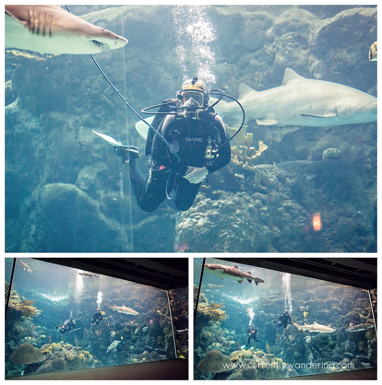 Tampa Aquarium Florida_008
