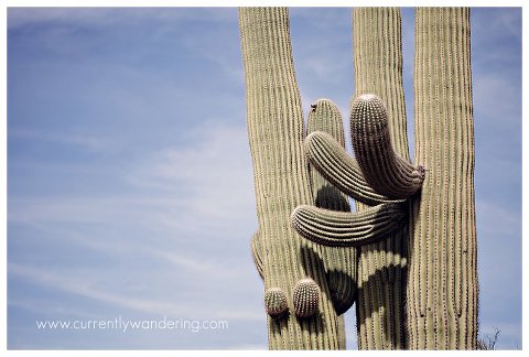 Saguaro National Park_006