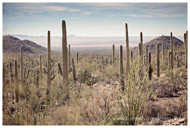 Saguaro National Park_010