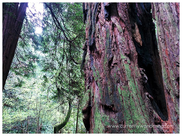 IMG_20140325_121750_1