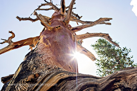 The Tenaciy of a Bristlecone Pine Treet