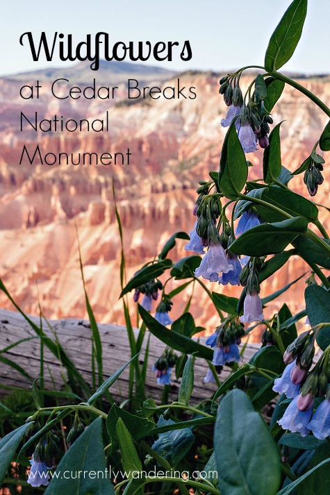 Wildflowers at Cedar Breaks National Monument. One of Utah's lesser known but beautiful National Parks.