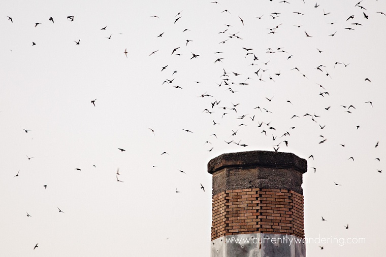 Swift Birds Portland_23