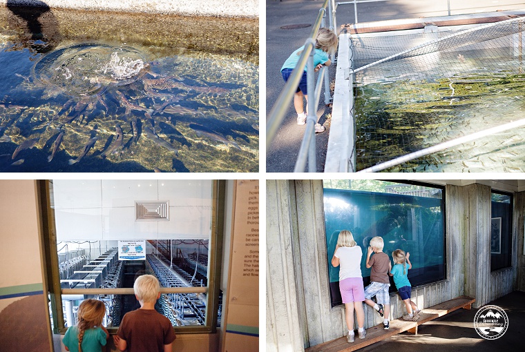 Colombia River Gorge_14