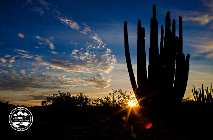 Organ Pipe NM_11