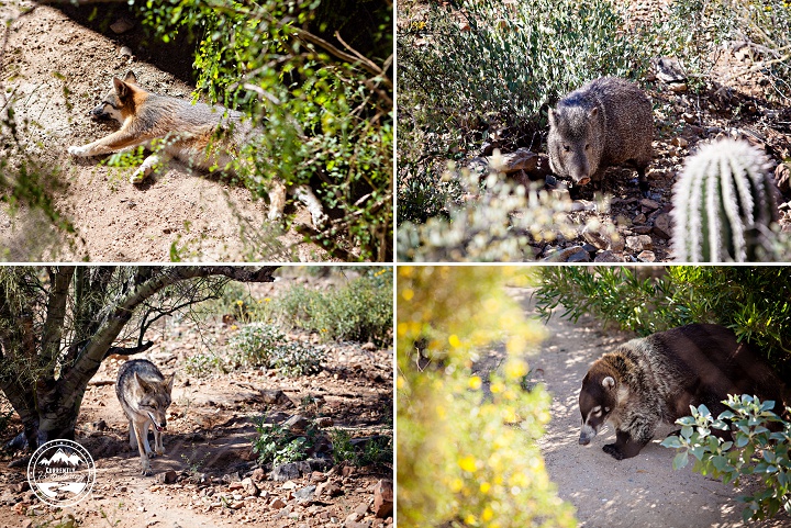 Sonoran Desert Museum_01