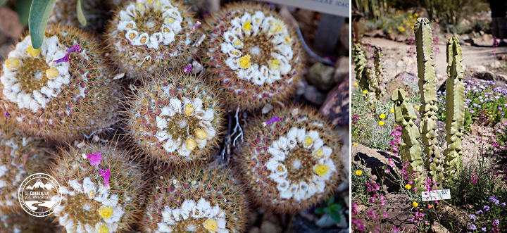 Sonoran Desert Museum_10