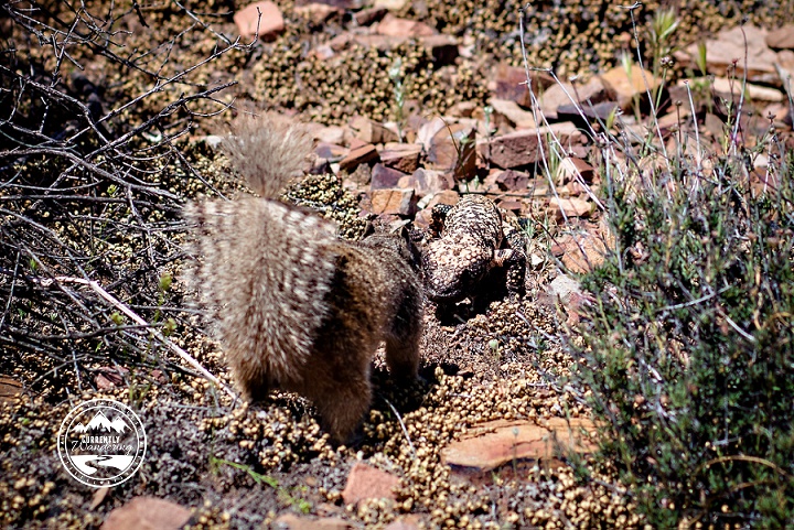 Arizona Cliff Dwellings_10