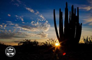 Organ Pipe NM_11