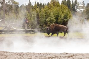 Yellowstone 2015_44