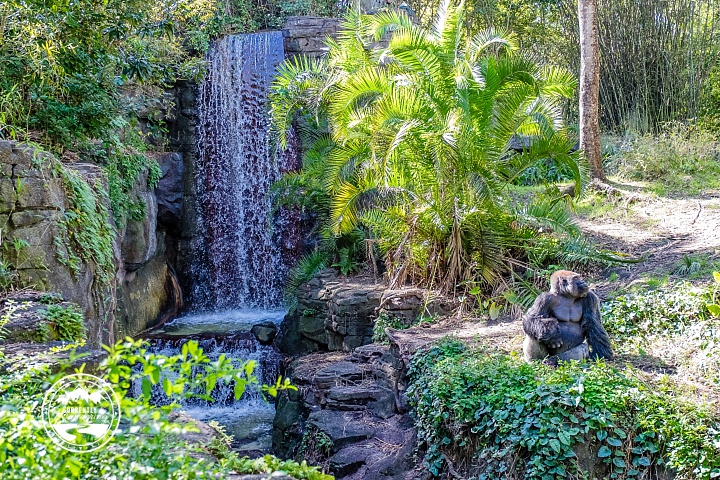 Disney Animal Kingdom_25