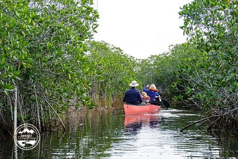 Canoeing in the Everglades