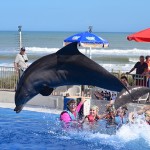 Our Dolphin Encounter at Marineland, Florida