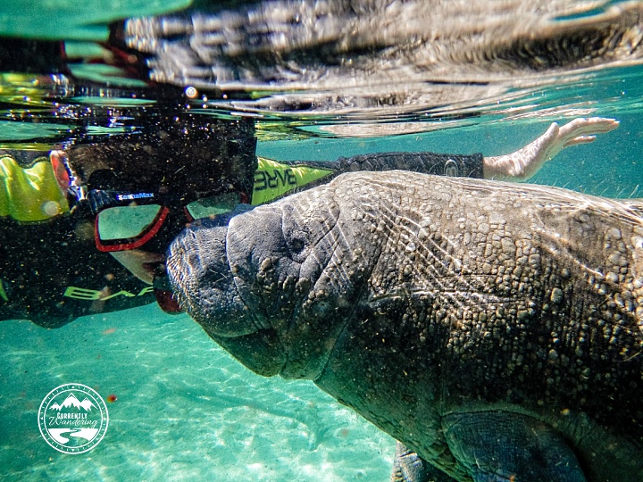 Swimming with Manatees 02