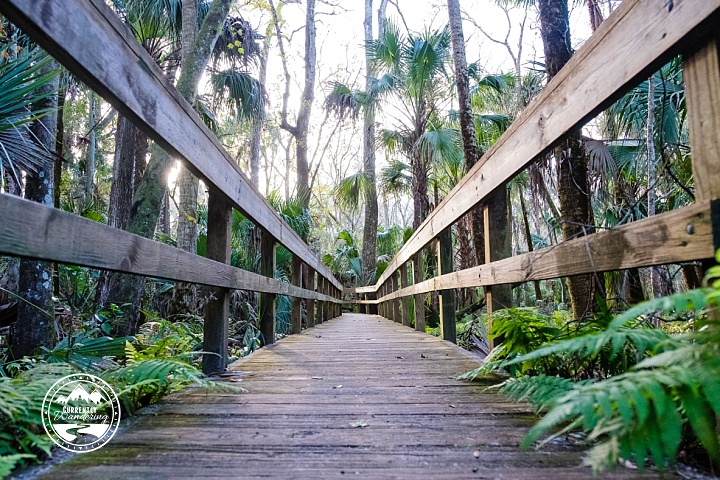 Highlands Hammock SP_02