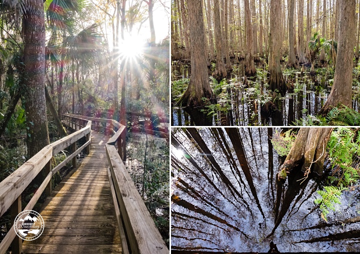 Highlands Hammock SP_03