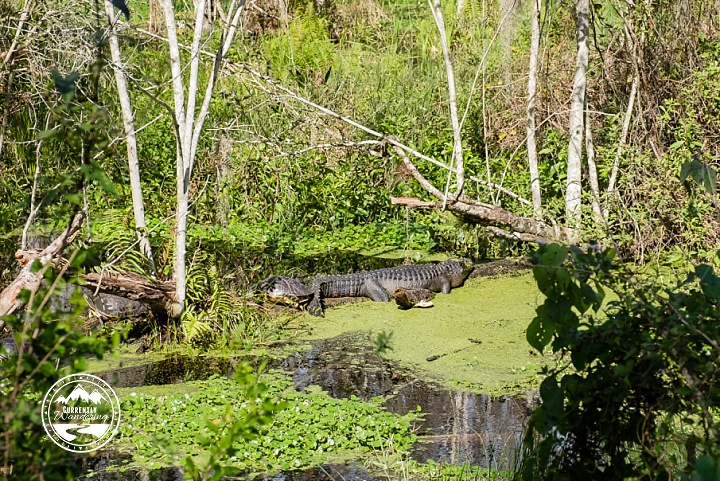 Highlands Hammock SP_15