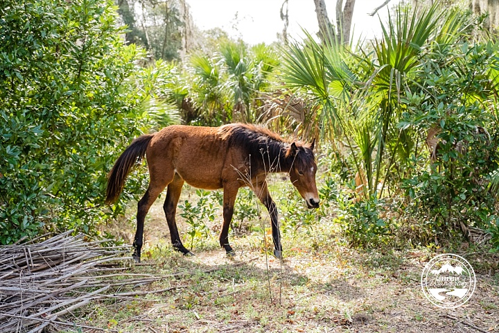 Cumberland Island NS_07