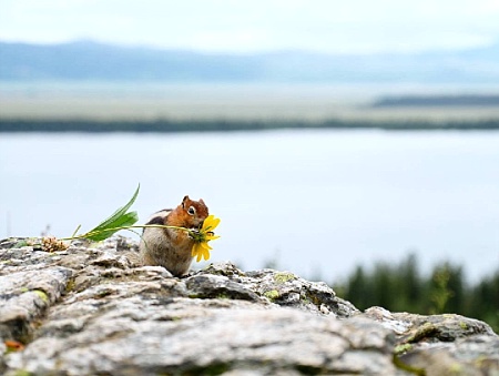 13671211_137945576635450_902022348_n